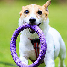 dog running with foam toy